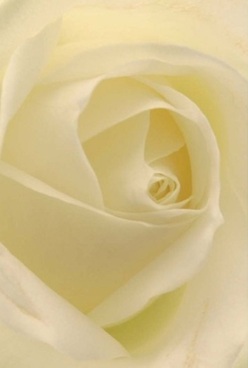 This close-up of a creamy white rose, arranged by local artisans in Leyton, reveals the flower's innermost soul-a harmonious whirl of ivory petals that fold upon each other in mindful symmetry. The gentle lighting in the shop near Coronation Gardens bathes the rose, highlighting hues of soft cream and pale lemon, and rendering each velvet-edged petal almost translucent. The tactile presence is palpable; one can nearly sense the cool, smooth surface beneath their fingertips, as if reaching into the heart of the bloom itself. The subdued play of light and shadow offers a quiet optimism-a sense of comfort reminiscent of wandering through Jubilee Park early in the morning. Ideal for conveying sympathy, heartfelt admiration, or an anniversary's silent joy, this rose is as timeless as a cherished Leyton memory. The sculpted layers and serene fragrance evoke not just nature's purity, but the refined touch of Leyton Florist, where each arrangement carries a heartfelt message tailor-made for its East London home.